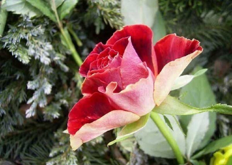 Red Rose in Bloom — Calm, Photograph, Green Leaves, Evergreen Branches