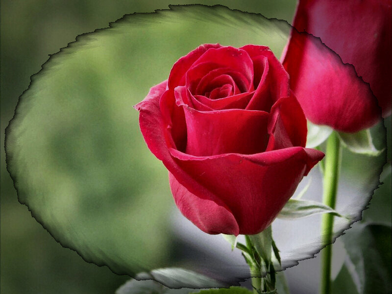 Red Rose in Bloom — Calm, Photograph, Green Leaves, Flower Bud
