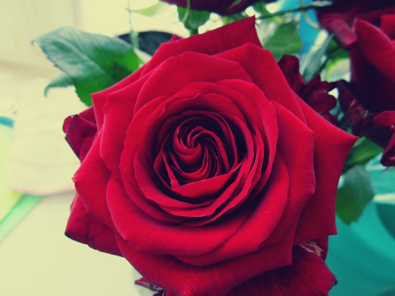 Red Rose in Bloom — Calm, Photograph, Green Leaves, Flower