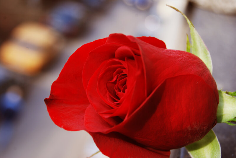 Red Rose in Bloom — Calm, Photograph, Green Leaves, Petals