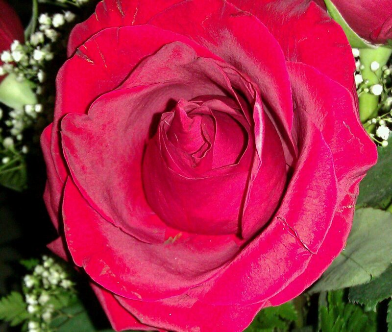 Red Rose in Bloom — Calm, Photograph, Green Leaves, Small White Flowers