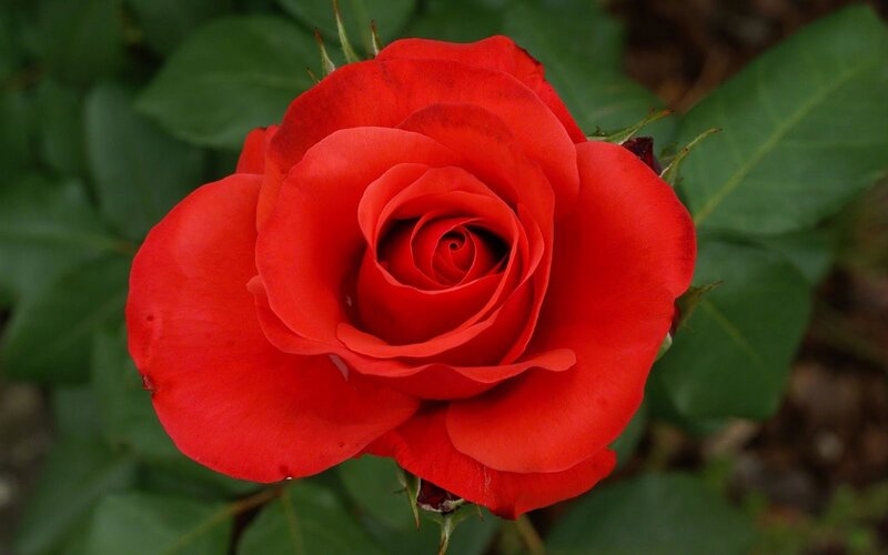Red Rose in Bloom — Calm, Photograph, Green Leaves, Thorns