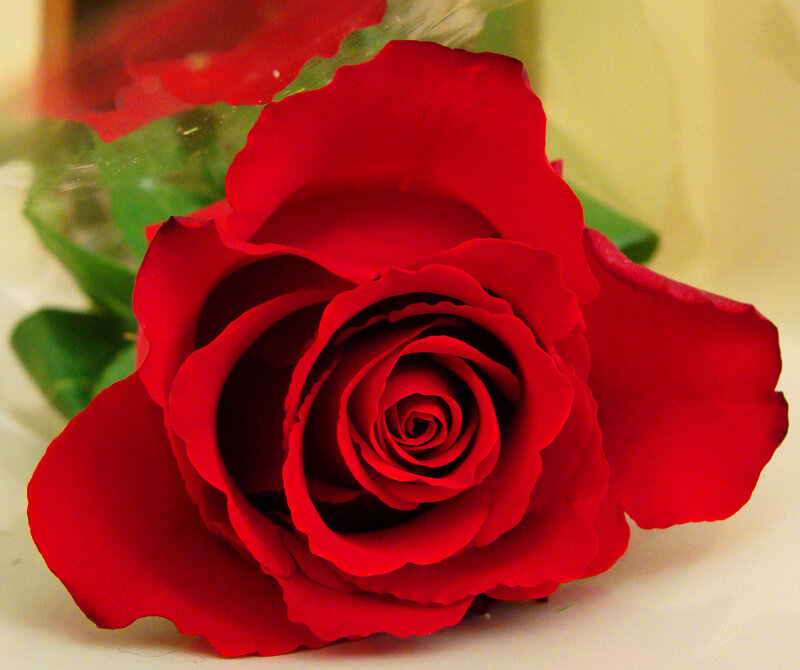 Red Rose in Bloom — Calm, Photograph, Green Leaves, Vase