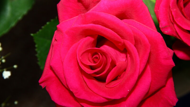 Red Rose in Bloom — Calm, Photograph, Green Leaves, White Flowers