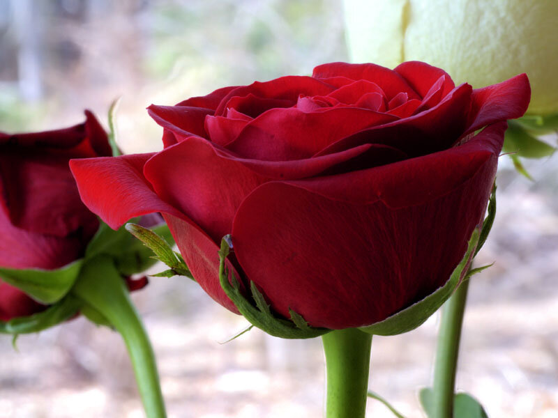 Red Rose in Bloom — Calm, Photograph, Green Stem