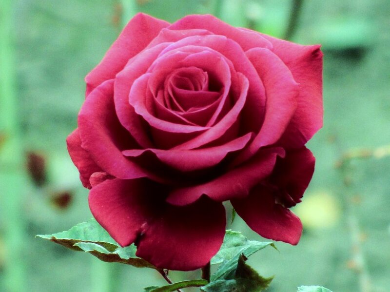 Red Rose in Bloom — Calm, Photograph, Leaf, Stem