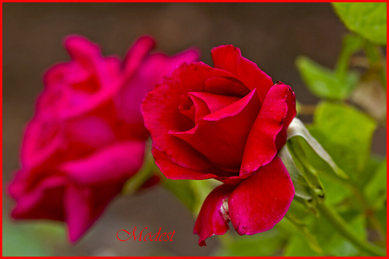 Red Rose in Bloom — Calm, Photograph, Leaf