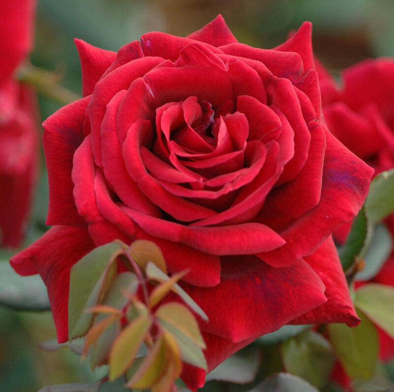 Red Rose in Bloom — Calm, Photograph, Leaves, Bud