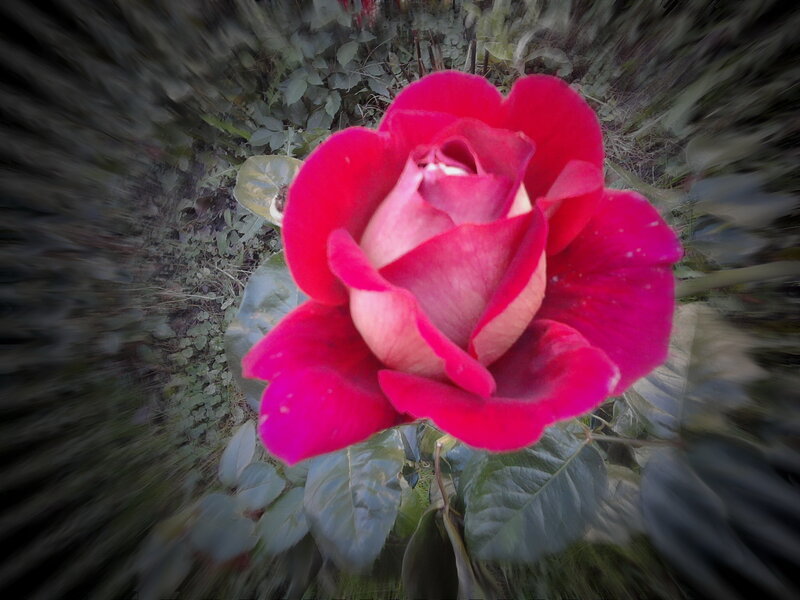 Red Rose in Bloom — Calm, Photograph, Leaves, Garden