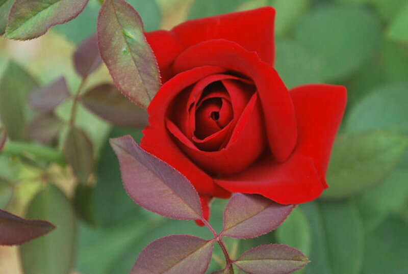 Red Rose in Bloom — Calm, Photograph, Leaves, Stem