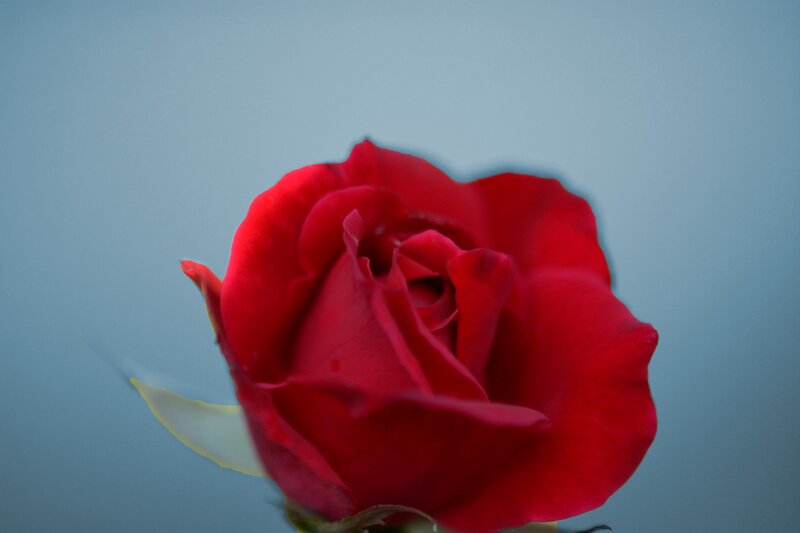 Red Rose in Bloom — Calm, Photograph, Petal