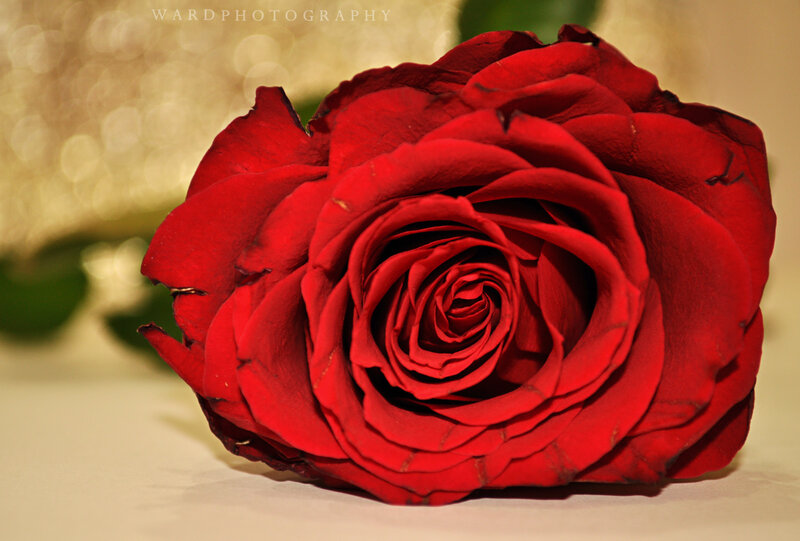 Red Rose in Bloom — Calm, Photograph, Petals, Background Bokeh
