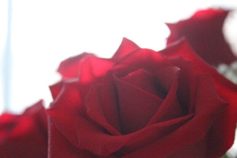 Red Rose in Bloom — Calm, Photograph, Petals, Background