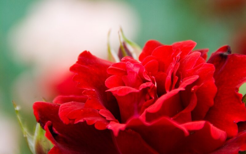 Red Rose in Bloom — Calm, Photograph, Petals, Bud, Greenery
