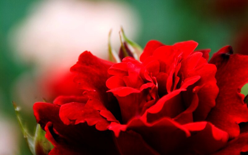 Red Rose in Bloom — Calm, Photograph, Petals, Bud