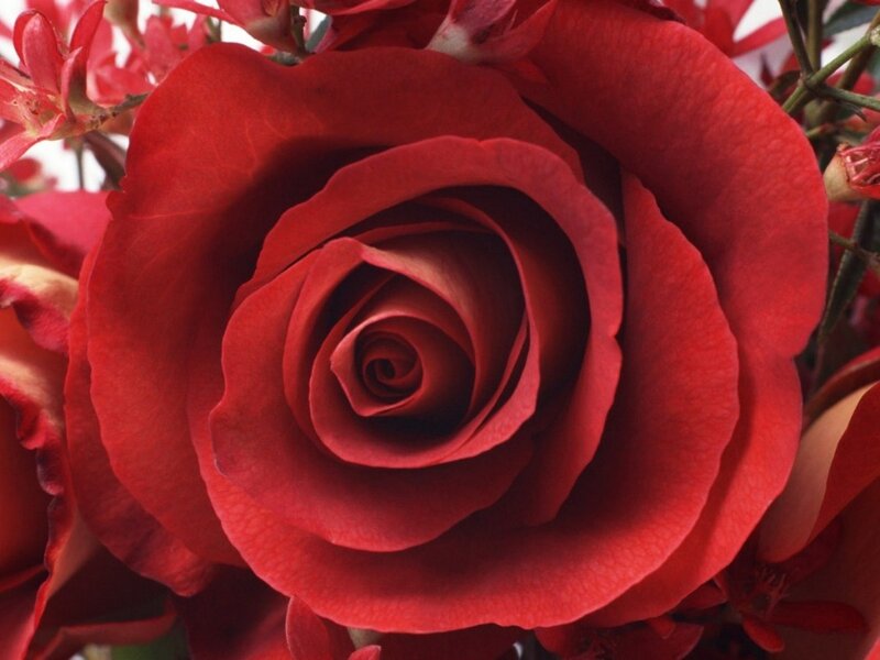 Red Rose in Bloom — Calm, Photograph, Petals, Buds