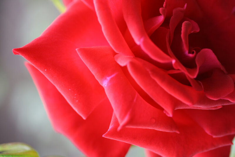 Red Rose in Bloom — Calm, Photograph, Petals, Green Leaf