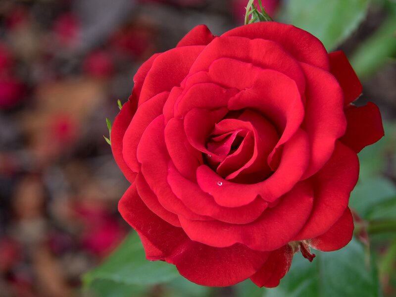 Red Rose in Bloom — Calm, Photograph, Petals, Green Leaves, Bud