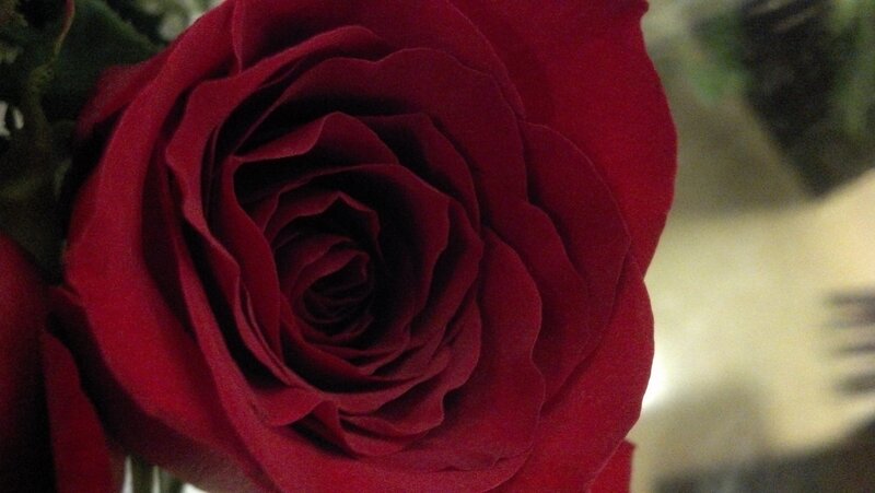 Red Rose in Bloom — Calm, Photograph, Petals, Green Leaves