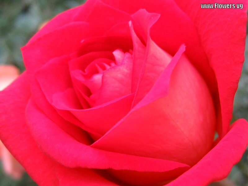 Red Rose in Bloom — Calm, Photograph, Petals, Greenery