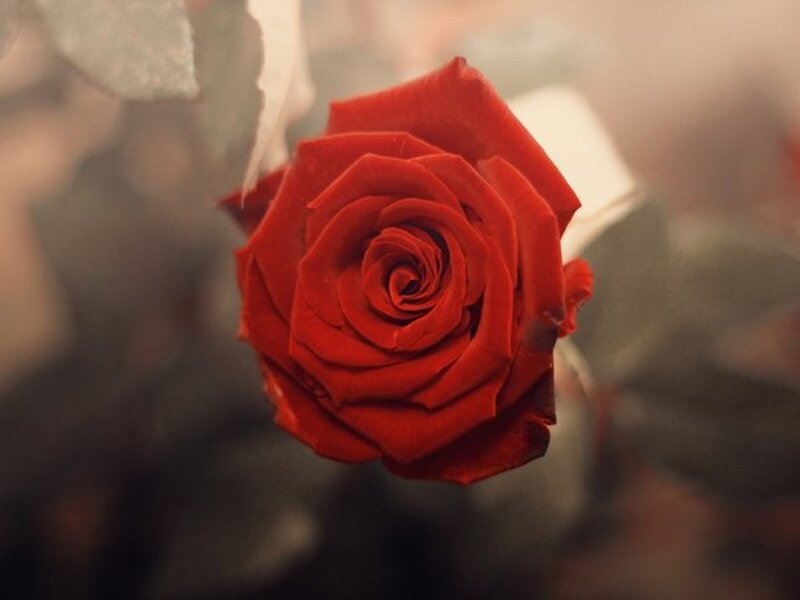 Red Rose in Bloom — Calm, Photograph, Petals, Leaf