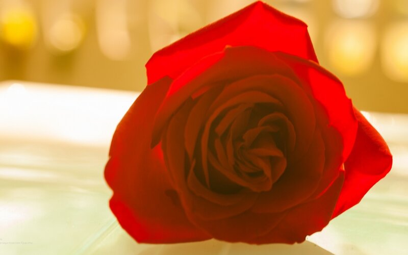 Red Rose in Bloom — Calm, Photograph, Petals, Light