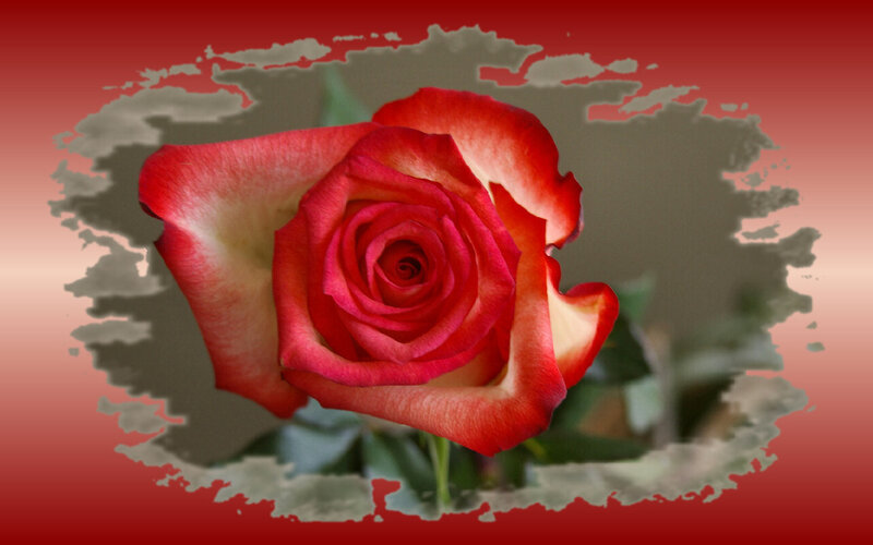 Red Rose in Bloom — Calm, Photograph, Petals, Stem, Background