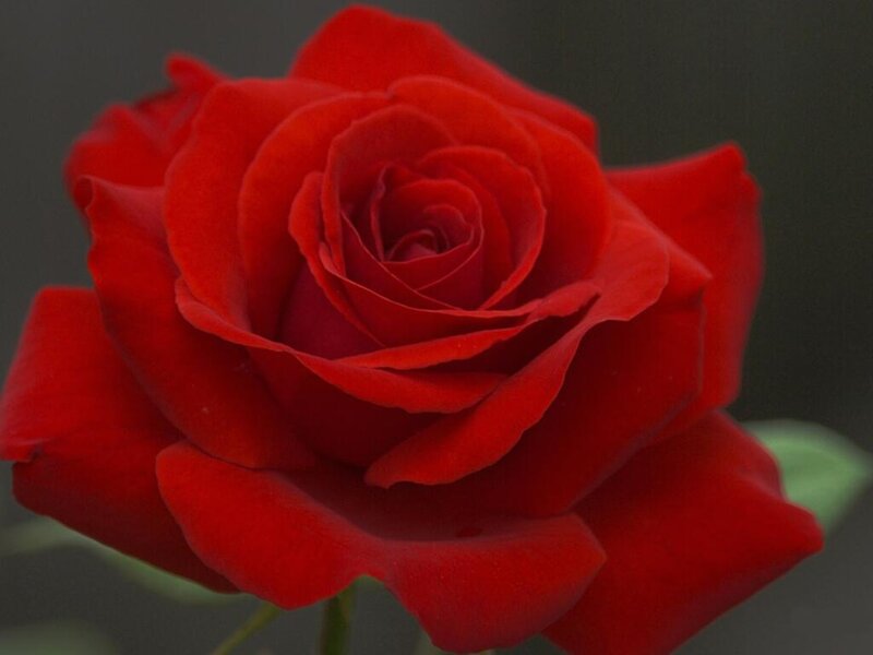 Red Rose in Bloom — Calm, Photograph, Petals, Stem, Leaf