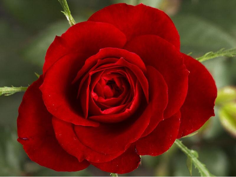 Red Rose in Bloom — Calm, Photograph, Petals, Stem