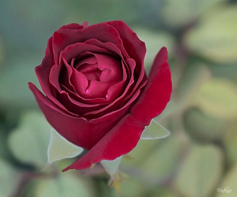 Red Rose in Bloom — Calm, Photograph, Petals
