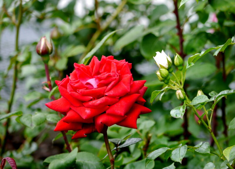Red Rose in Bloom — Calm, Photograph, Rose Bud