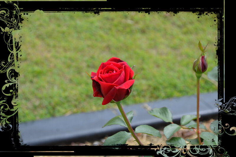 Red Rose in Bloom — Calm, Photograph, Rosebud, Grass