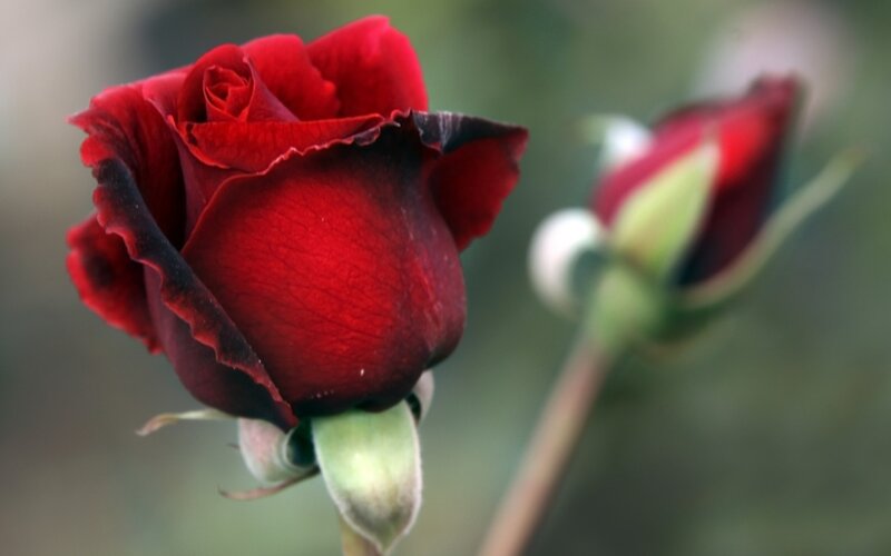 Red Rose in Bloom — Calm, Photograph, Rosebud, Green Leaves