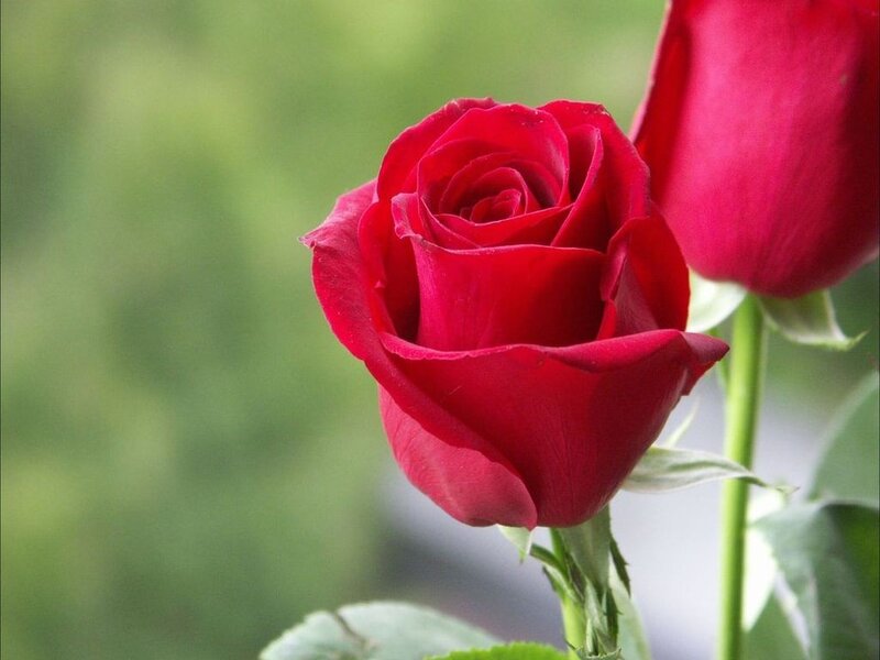 Red Rose in Bloom — Calm, Photograph, Rosebud, Stem, Leaf