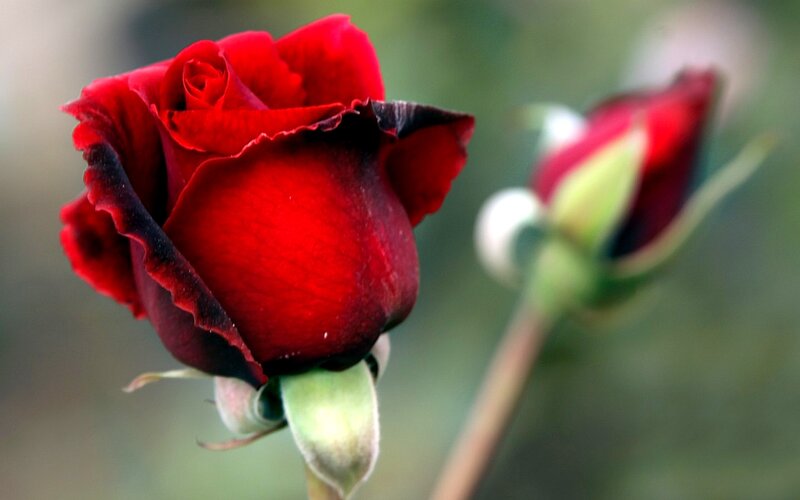 Red Rose in Bloom — Calm, Photograph, Rosebud, Stem