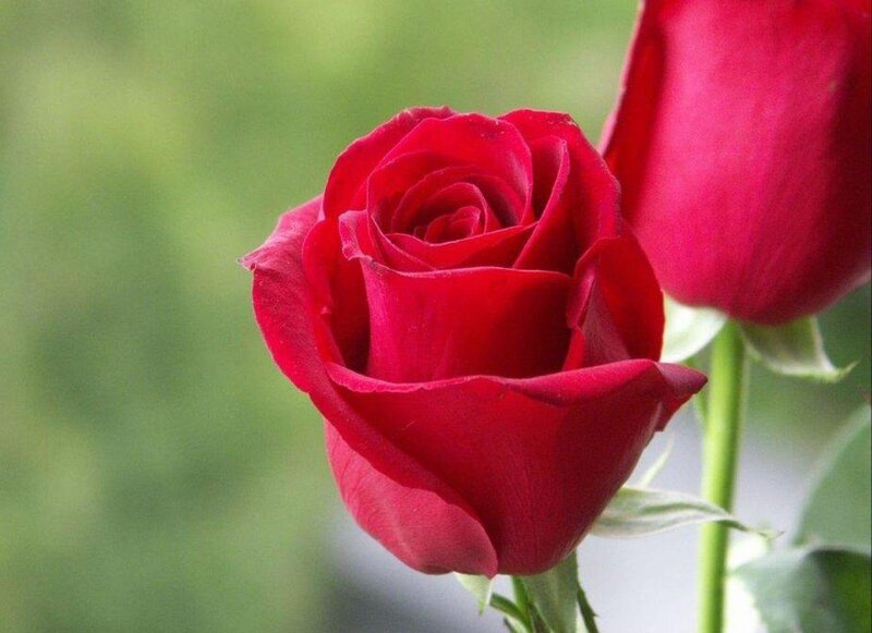 Red Rose in Bloom — Calm, Photograph, Rosebud