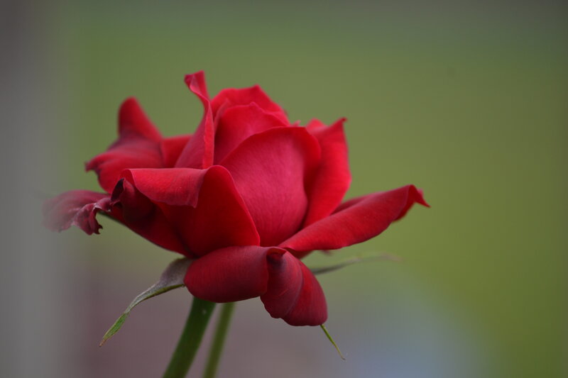 Red Rose in Bloom — Calm, Photograph, Stem, Leaf, Green Background