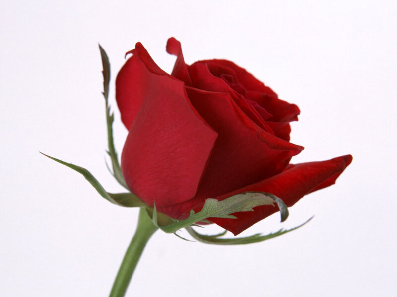 Red Rose in Bloom — Calm, Photograph, Stem, Leaf, Petal