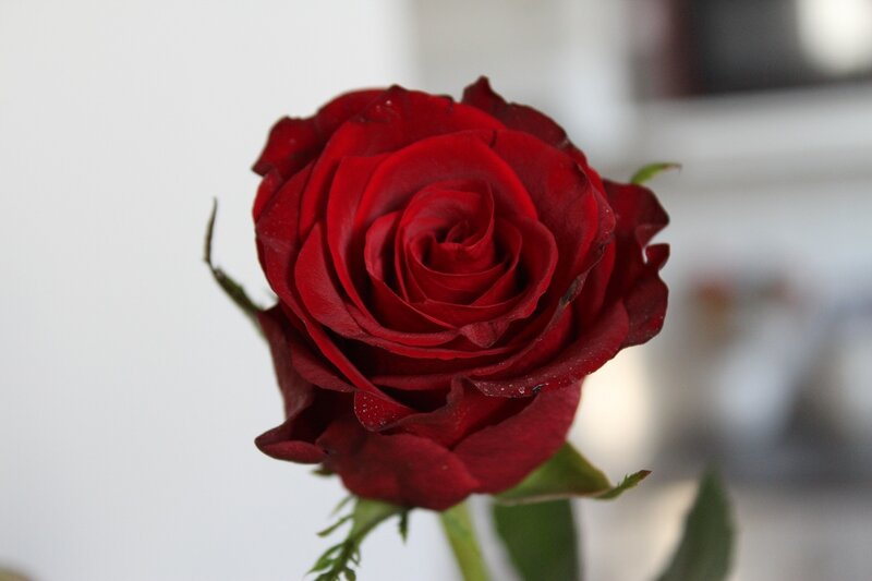 Red Rose in Bloom — Calm, Photograph, Stem, Leaves, Background