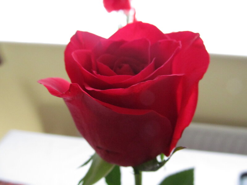 Red Rose in Bloom — Calm, Photograph, Stem, Leaves