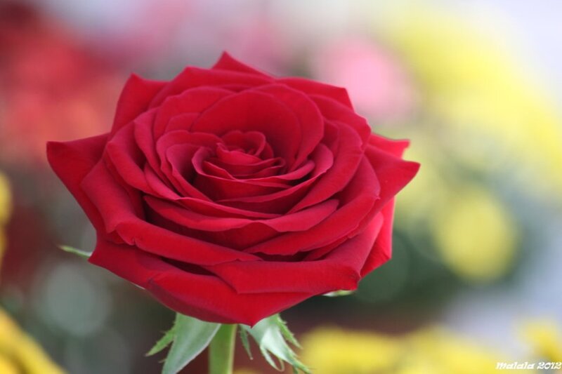 Red Rose in Bloom — Calm, Photograph, Stem, Petals, Background