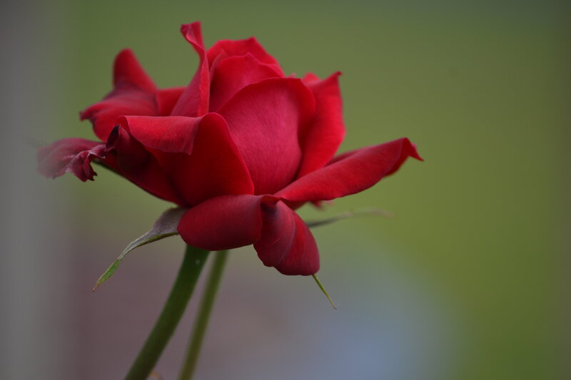 Red Rose in Bloom — Calm, Photograph, Stem, Petals, Bud