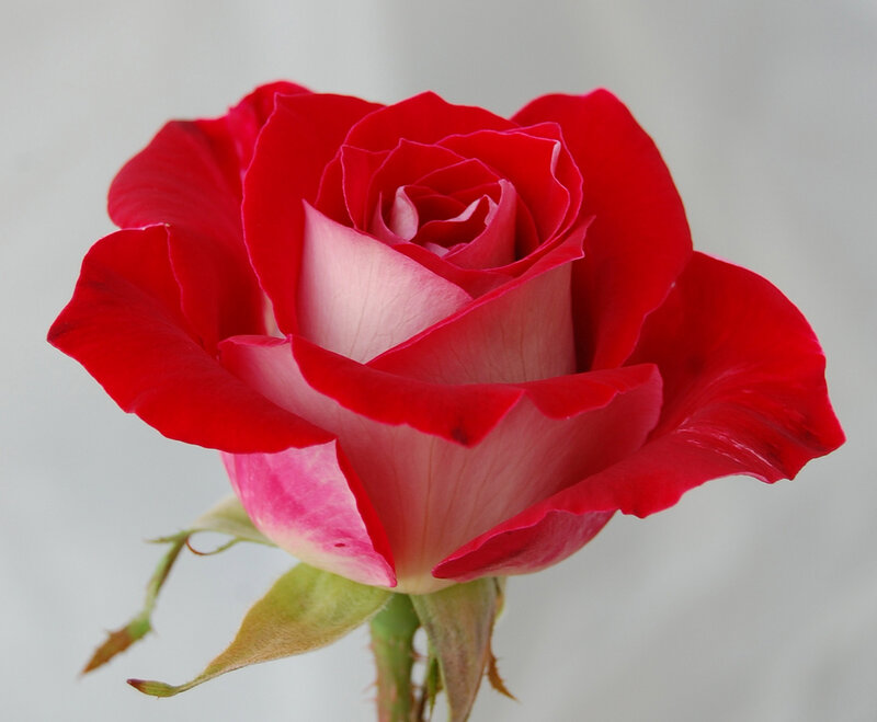 Red Rose in Bloom — Calm, Photograph, Stem, Petals