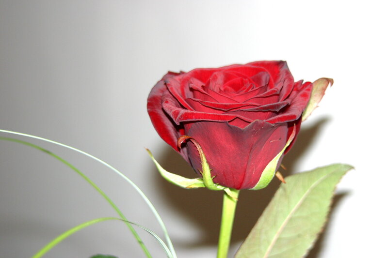 Red Rose in Bloom — Calm, Photograph, Stem