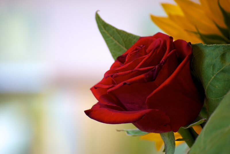 Red Rose in Bloom — Calm, Photograph, Sunflower