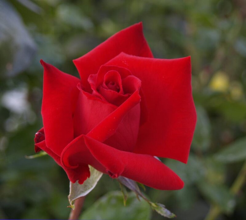 Red Rose in Bloom — Calm, Photograph