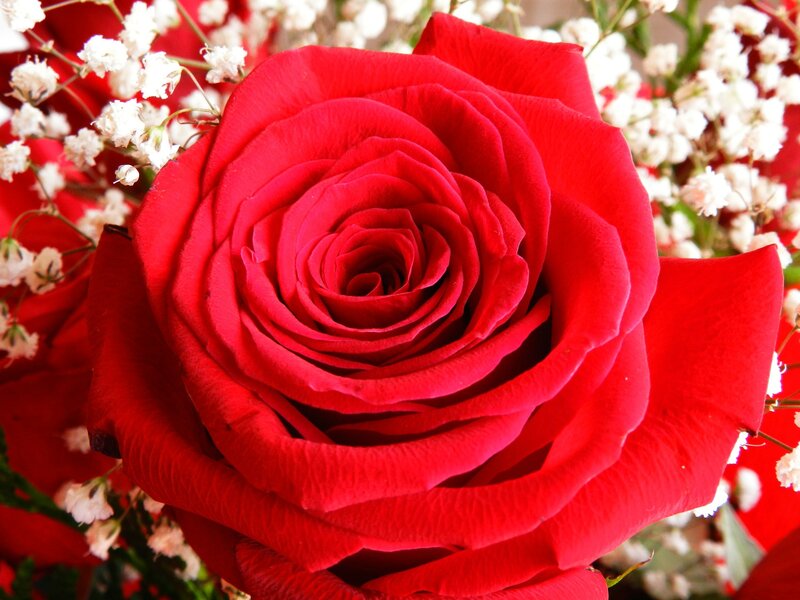 Red Rose in Bloom — Calm, Photograph, White Baby's Breath