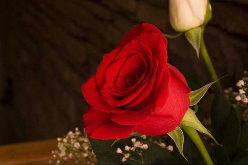 Red Rose in Bloom — Calm, Photograph, White Bud