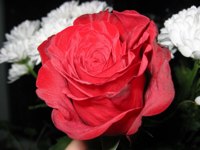 Red Rose in Bloom — Calm, Photograph, White Flowers