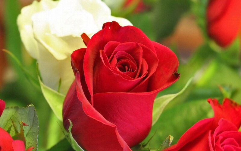 Red Rose in Bloom — Calm, Photograph, White Rose, Green Leaves